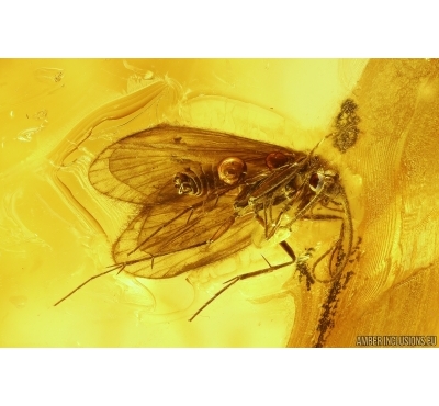 Nice Caddisfly Trichoptera. Fossil insect in Baltic amber #11291
