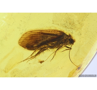 Big Caddisfly Trichoptera. Fossil insect in Baltic amber #11292
