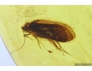 Big Caddisfly Trichoptera. Fossil insect in Baltic amber #11292