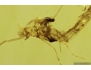 Extremely Rare Mayfly Ephemeroptera Metamorphozis! Fossil insect in Baltic amber #11294