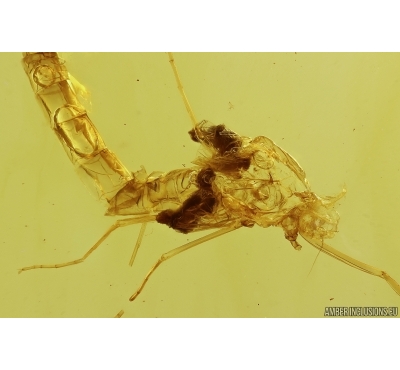 Extremely Rare Mayfly Ephemeroptera Metamorphozis! Fossil insect in Baltic amber #11294