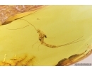 Extremely Rare Mayfly Ephemeroptera Metamorphozis! Fossil insect in Baltic amber #11294