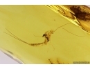 Extremely Rare Mayfly Ephemeroptera Metamorphozis! Fossil insect in Baltic amber #11294