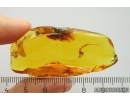 Extremely Rare Mayfly Ephemeroptera Metamorphozis! Fossil insect in Baltic amber #11294