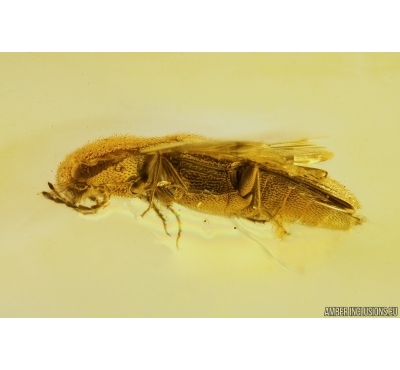 Nice Click beetle Elateroidea and Spider Exuviae. Fossil inclusions in Baltic amber #11296