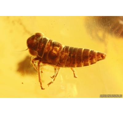 Nice Leafhopper Cicadellidae. Fossil inclusions in Baltic amber #11298