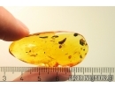 Nice Leafhopper Cicadellidae. Fossil inclusions in Baltic amber #11298