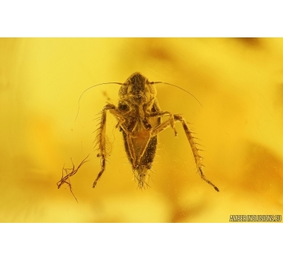 Nice Leafhopper Cicadellidae Typhlocybinae nymph. First example in Baltic amber! #11299