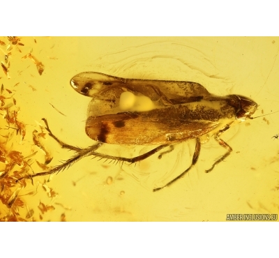 Nice Leafhopper Cicadellidae. Fossil inclusion in Baltic amber #11300