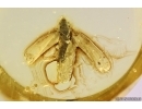 Nice Leafhopper Cicadellidae. Fossil inclusions in Ukrainian Rovno amber #11301R
