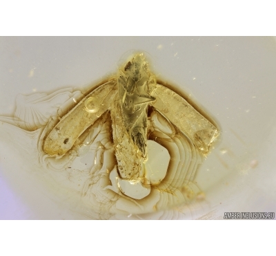 Nice Leafhopper Cicadellidae. Fossil inclusions in Ukrainian Rovno amber #11301R