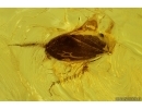 Nice Leafhopper Cicadellidae Bythoscopus. Fossil inclusion in Baltic amber #11302
