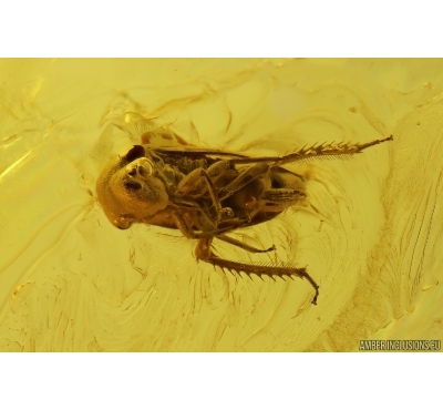 Nice Leafhopper Cicadellidae Bythoscopus. Fossil inclusion in Baltic amber #11302