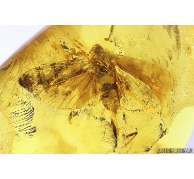 Planthopper Fulgoromorpha Achilidae. Fossil inclusion in Baltic amber #11304