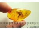 Planthopper Fulgoromorpha Achilidae. Fossil inclusion in Baltic amber #11304