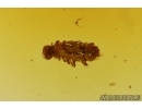 Nice Planthopper Fulgoromorpha Achilidae, Beetle, Millipede, Wasp and More. Fossil inclusions in Baltic amber #11306
