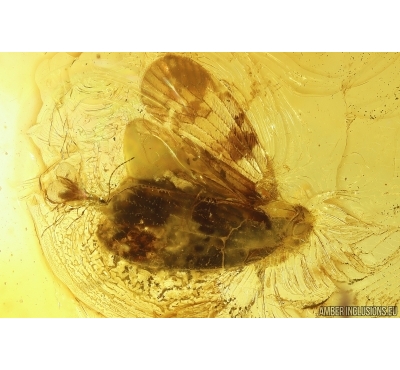 Nice Planthopper Fulgoromorpha Achilidae, Beetle, Millipede, Wasp and More. Fossil inclusions in Baltic amber #11306