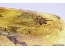 Very Nice Oak Flowers twig 12mm! and Big Moth. Fossil inclusions in Baltic amber stone #11307