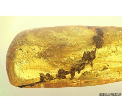 Very Nice Oak Flowers twig 12mm! and Big Moth. Fossil inclusions in Baltic amber stone #11307