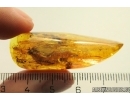 Very Nice Oak Flowers twig 12mm! and Big Moth. Fossil inclusions in Baltic amber stone #11307