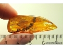 Very Nice Oak Flowers twig 12mm! and Big Moth. Fossil inclusions in Baltic amber stone #11307