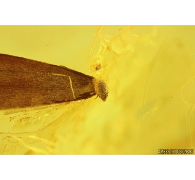 Nice Leaf with Mite Acari and More. Fossil inclusions in Baltic amber stone #11308