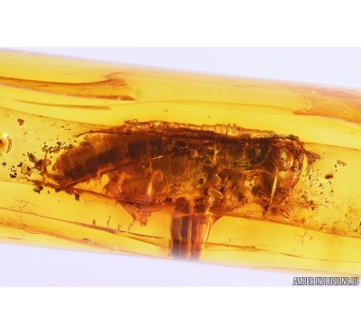 Cricket Orthoptera eaten by ants! Fossil insect in Baltic amber #11309