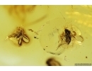 Rare Phantom Midge Chaoboridae, Leaf and More. Fossil inclusions in Baltic amber #11314