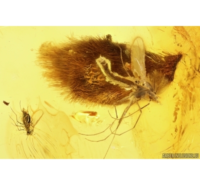 Rare Phantom Midge Chaoboridae, Leaf and More. Fossil inclusions in Baltic amber #11314