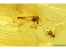 Rare Phantom Midge Chaoboridae, Leaf and More. Fossil inclusions in Baltic amber #11314