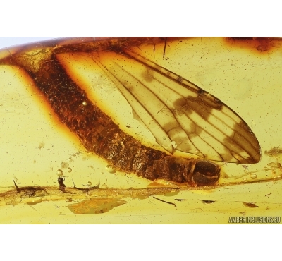 Crane fly fragment Limoniidae Limnophilinae. Fossil inclusion in Baltic amber #11315