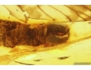 Crane fly fragment Limoniidae Limnophilinae. Fossil inclusion in Baltic amber #11315