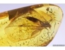 Nice Fungus gnat Mycetophilidae Fossil inclusion Baltic amber #11317