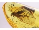 Nice Fungus gnat Mycetophilidae Fossil inclusion Baltic amber #11317