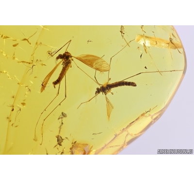 Two Crane flies Limoniidae Limnophilinae. Fossil inclusions in Baltic amber #11318