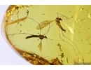 Two Crane flies Limoniidae Limnophilinae. Fossil inclusions in Baltic amber #11318