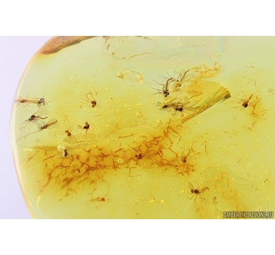 Many True midges Chironomidae. Fossil insects in Baltic amber stone #11320