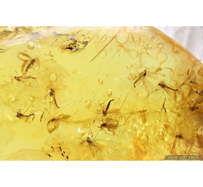 Many True midges Chironomidae. Fossil insects in Baltic amber stone #11321