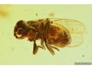 Rare Frit fly Acalyptratae Chloropidae. Fossil insect in Baltic amber #11323