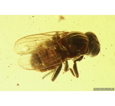 Rare Frit fly Acalyptratae Chloropidae. Fossil insect in Baltic amber #11323