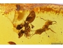 3 Ants Formicidae Ctenobethylus goepperti and More. Fossil inclusions in Baltic amber #11325