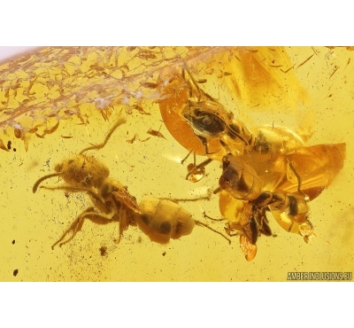 3 Ants Formicidae Ctenobethylus goepperti and More. Fossil inclusions in Baltic amber #11325