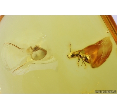 Ant Formicidae Ctenobethylus goepperti and Mite Acari. Fossil insects in Baltic amber #11326
