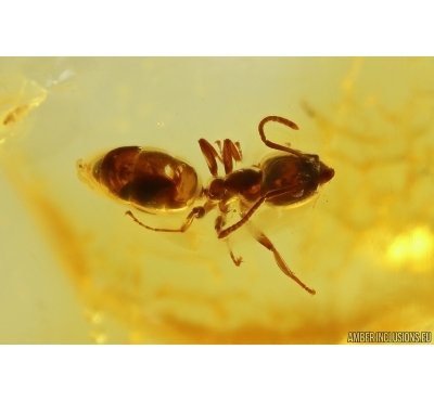 Ant Formicidae Ctenobethylus goepperti. Fossil insect in Baltic amber #11328