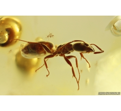 Ant Formicidae Ctenobethylus goepperti. Fossil insect in Baltic amber #11329
