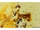 Many Ants Formicidae Ctenobethylus goepperti. Fossil insects in Baltic amber #11331