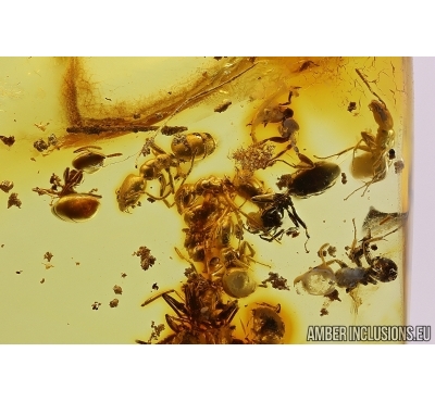 Many Ants Formicidae Ctenobethylus goepperti. Fossil insects in Baltic amber #11331