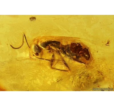 Action! Ant Formicidae Camponotus mengei with Parasitic Worms Nematoda. Fossil insects in Baltic amber #11332