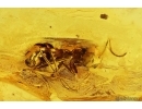 Action! Ant Formicidae Camponotus mengei with Parasitic Worms Nematoda. Fossil insects in Baltic amber #11332
