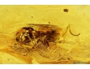 Action! Ant Formicidae Camponotus mengei with Parasitic Worms Nematoda! Fossil insects in Baltic amber #11332